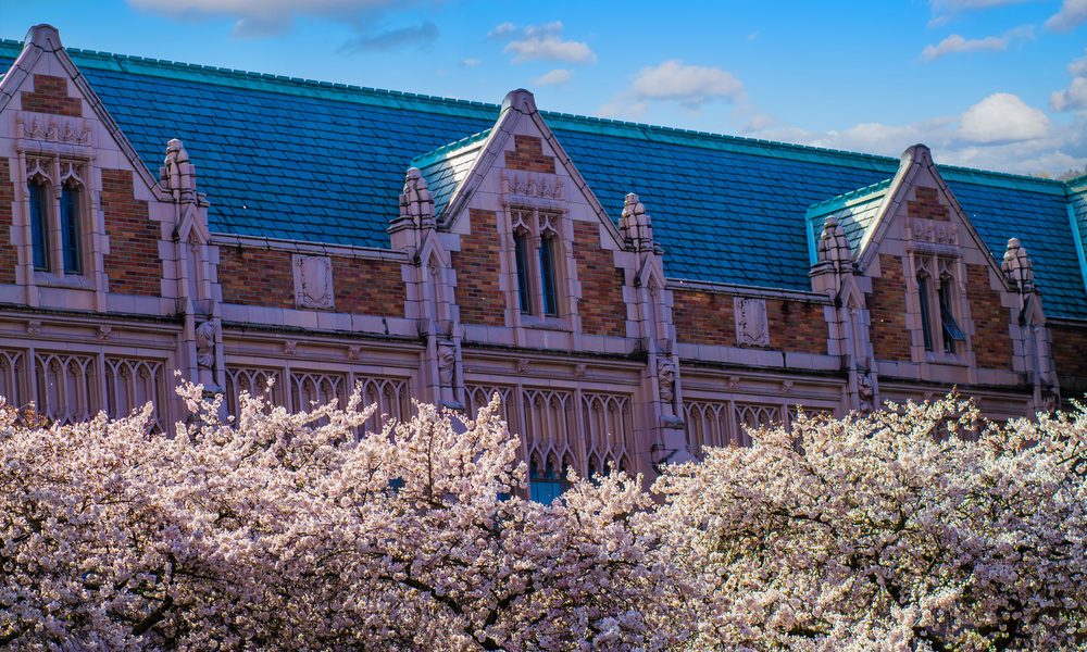 Cherry,Blossom,In,Bloom,,University,Of,Washington,Campus,,March,,2016: